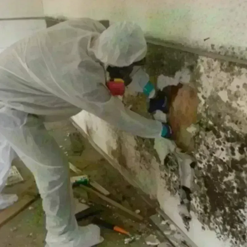 Mold Remediation and Removal in Jackson, MO